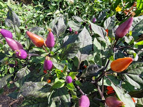 The Abundance of Red Chilli Plants: A Biblical Dream Interpretation