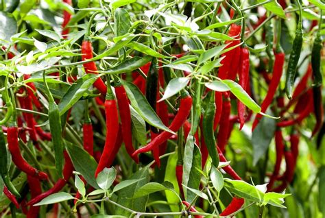 The Abundance of Red Chilli Plants: A Biblical Dream Interpretation